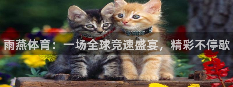 雨燕体育：一场全球竞速盛宴，精彩不停歇