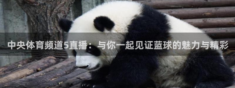 中央体育频道5直播：与你一起见证蓝球的魅力与精彩