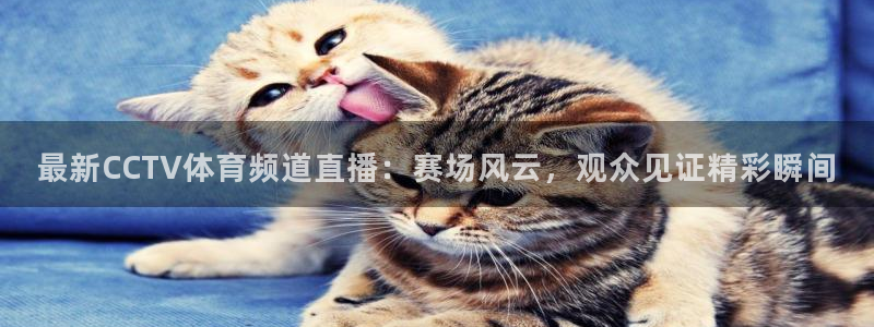 最新CCTV体育频道直播：赛场风云，观众见证精彩瞬间